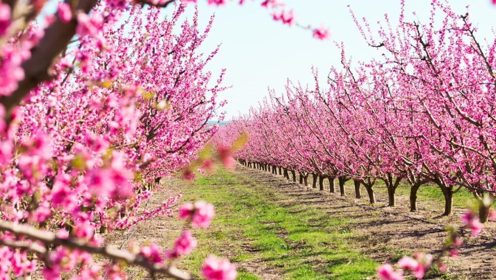 Blooming apple trees in spring