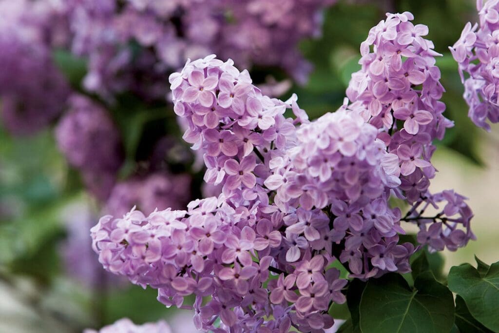 Lilac Bush
