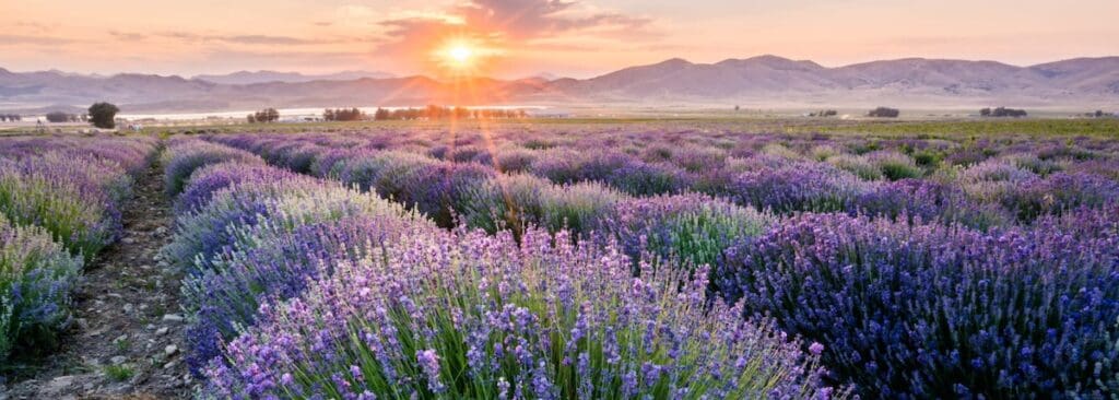 Field of lavendar bushes with the sun setting in the background.