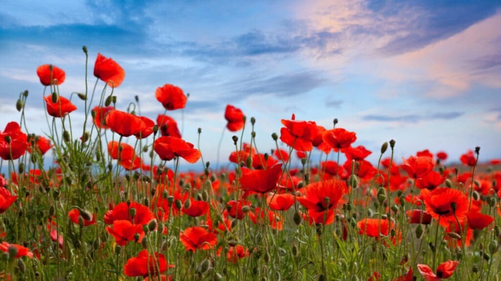 Choose a Poppy field location during your Utah photo session with flowers