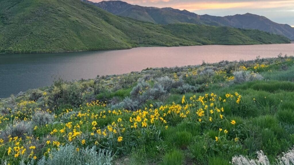 Have a Utah photo session in a field with Yellow Wildflowers next to little dell reservoir.